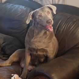 Drysdale - Dilute Retriever