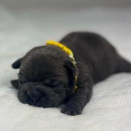 Yellow collar - Blue female French Bulldog puppy in Salisbury, Maryland from 77 Frenchies Maryland