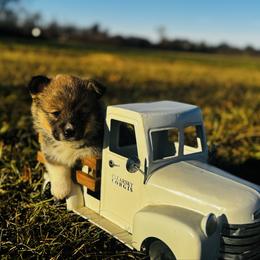 Buzz - Sable male Pembroke Welsh Corgi puppy in Sheldon, Missouri from Clearsky Corgis