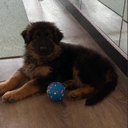 AKC Purple Girl - Black and red female German Shepherd puppy in Bakersfield, California from Aguirre Farm