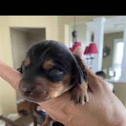 Watson - Black and tan male Dachshund puppy in Raleigh, North Carolina from Capital City Dachshunds