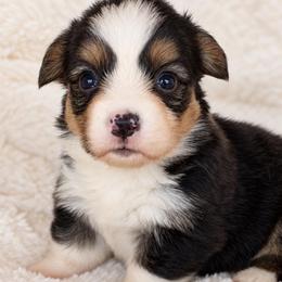 Ralph - Black and tan male Pembroke Welsh Corgi puppy in Beggs, Oklahoma from Blue Diamond Corgi’s