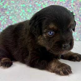 Peter Pan - Black tri male Toy Australian Shepherd puppy in Smithville, Arkansas from Cooper Creek Aussies