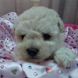 Poodle Puppies from Lowry Toy Poodles