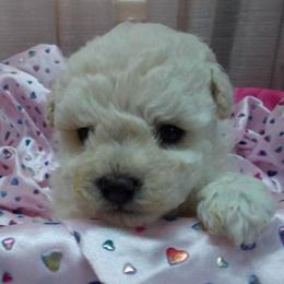 Poodle Puppies from Lowry Toy Poodles