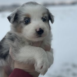 Kate - Blue merle female Australian Shepherd puppy in Laotto, Indiana from Circle B working Aussies