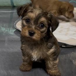 Ganache - Black and gold male Morkie puppy in Tucson, Arizona from Sun-Kissed Morkies