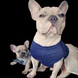 Ollie - French Bulldog