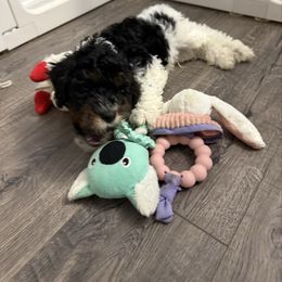 Boy 2 - Black and white male Cockapoo puppy in Dahlonega, Georgia from Loveable Cockapoos