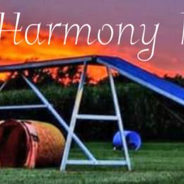 Border Collie puppies from First Harmony Farms