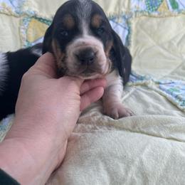 Little Blue - Black brown and white male Basset Hound puppy in Flemington, Missouri from Porch Sittin' Hounds