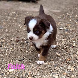 FAITH - Red tri female Toy Australian Shepherd puppy in Viking, Minnesota from Son Shine Farm