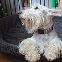 Fancy - Scottish Terrier