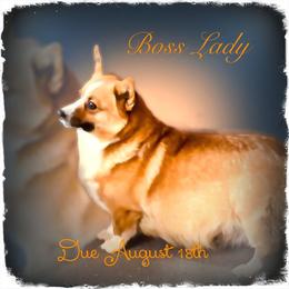 Boss - Pembroke Welsh Corgi