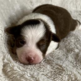 Girl 1 red tri female - Red tri female Miniature Australian Shepherd puppy in Taunton, Massachusetts from Checkered Flag Champions Mini Aussies