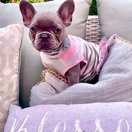 French Bulldogs from Fur Ever Boujee
