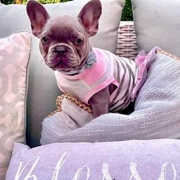 French Bulldogs from Fur Ever Boujee