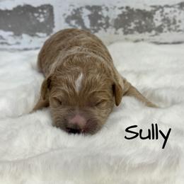 Sully - Apricot male Goldendoodle puppy in Nortonville, Kentucky from Deb’s KY Doodles