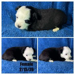 Girl 1 - Black tri female Miniature Australian Shepherd puppy in Hokes Bluff, Alabama from Alegria Toy Aussies