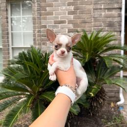 Opal - 5,500 - Silver and white female Chihuahua puppy in Houston, Texas from The Chihuahua Haus
