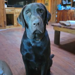 Drake - Labrador Retriever