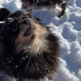Chihuahuas and Yorkshire Terriers from Babydoll Yorkies of Texas