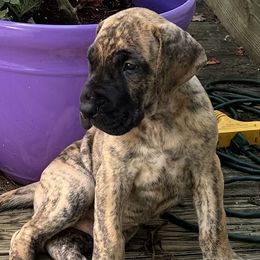 Amos - Brindle male Great Dane puppy in Jefferson, Maine from Wil-Tor Great Danes