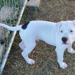 American Bulldog and French Bulldog Puppies from Slumski's Bulldogs