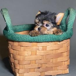 Teddy - Black and gold male Yorkshire Terrier puppy in San Diego, California from BC Breeders Association