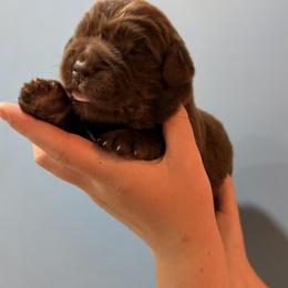 Johnny Cash - Brown male Newfoundland puppy in Tully, New York from Bear Paw Newfoundlands