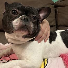 Otis - French Bulldog