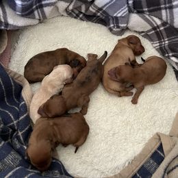 Dachshund Puppies from Melissa Williams