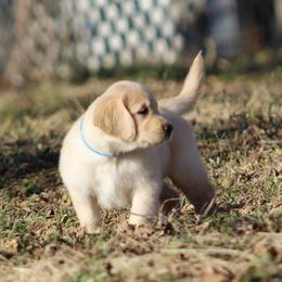 Golden Retriever Puppies from Golden Barnes Kennel