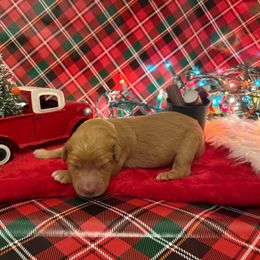 Comet - Apricot male Goldendoodle puppy in Johns Island, South Carolina from Golden Doodlebugs