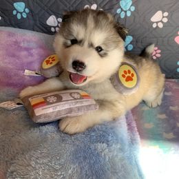 Siberian Husky Puppies from Canace Siberians