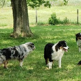Australian Shepherds from Del Rae