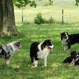 Australian Shepherds from Del Rae
