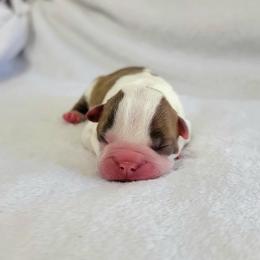Boston Terrier Puppies from White Valley Boston Terriers