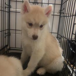 Maple (Orange) - Champion and Health Tested Lines - Red and white male Siberian Husky puppy in Los Angeles, California from Limitless Huskies