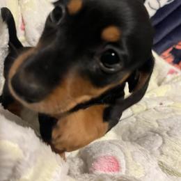 Mars - Black and tan female Dachshund puppy in Tacoma, Washington from Thedachhouse