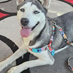 MiMi - Siberian Husky