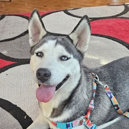 MiMi - Siberian Husky