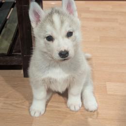 Prada - Gray and white female Siberian Husky puppy in Wisconsin from Liberty Siberians