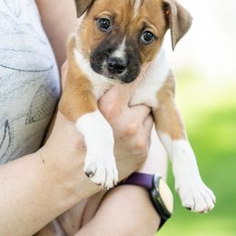 Burger - Sporty Mix puppy in Burnsville, Minnesota from Puzzle Dogs