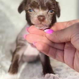 Chinese Crested Puppies from Royal Chinese Crested