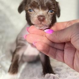 Chinese Crested Puppies from Royal Chinese Crested