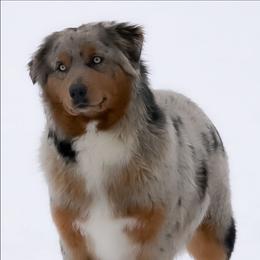 Dream - Blue merle female Australian Shepherd puppy in Fultonville, New York from Sandy Aussies & Pomeranians