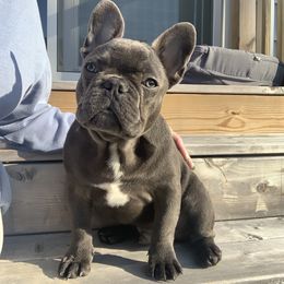 French Bulldog Puppies from Galm Frenchies