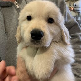 Boy 3 - Golden Retriever puppy in Michigan from Cider Ash Goldens