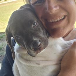 German Shorthaired Pointers from Bear Creek Pointers